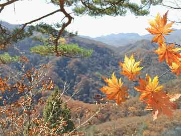 獅子座臺(tái)風(fēng)路徑圖實(shí)時(shí)，獅子座風(fēng)向 