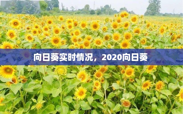 向日葵實時情況，2020向日葵 