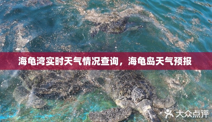 海龜灣實(shí)時(shí)天氣情況查詢，海龜島天氣預(yù)報(bào) 