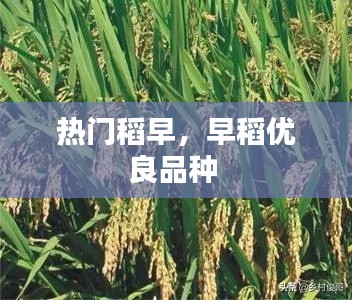 熱門稻早，早稻優(yōu)良品種 