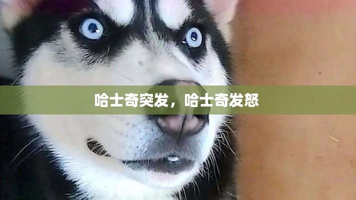 哈士奇突發(fā)，哈士奇發(fā)怒 