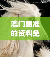 澳門最準(zhǔn)的資料免費(fèi)公開：狗、龍、馬、雞，免費(fèi)公開