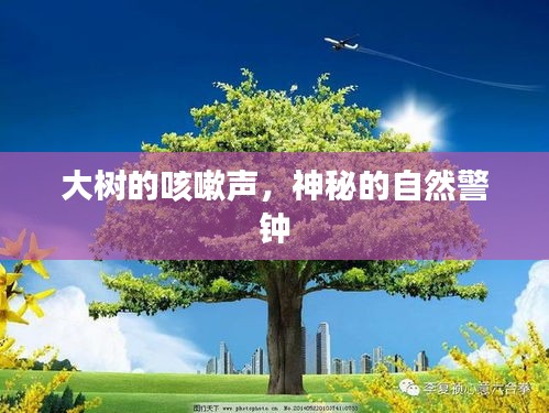 大樹的咳嗽聲，神秘的自然警鐘