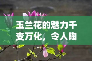 玉蘭花的魅力千變?nèi)f化，令人陶醉！