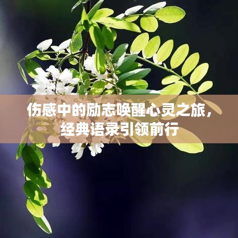 傷感中的勵志喚醒心靈之旅，經(jīng)典語錄引領前行