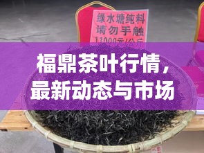 福鼎茶葉行情，最新動(dòng)態(tài)與市場(chǎng)走勢(shì)分析