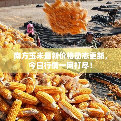 南方玉米最新價(jià)格動態(tài)更新，今日行情一網(wǎng)打盡！