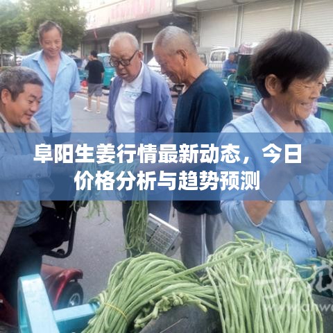 阜陽(yáng)生姜行情最新動(dòng)態(tài)，今日價(jià)格分析與趨勢(shì)預(yù)測(cè)