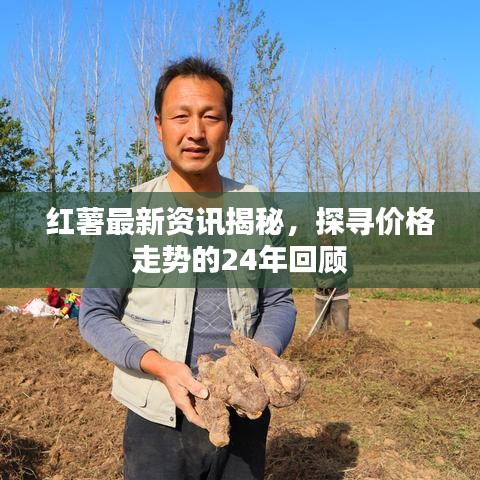 紅薯最新資訊揭秘，探尋價(jià)格走勢(shì)的24年回顧