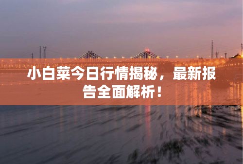 小白菜今日行情揭秘，最新報(bào)告全面解析！