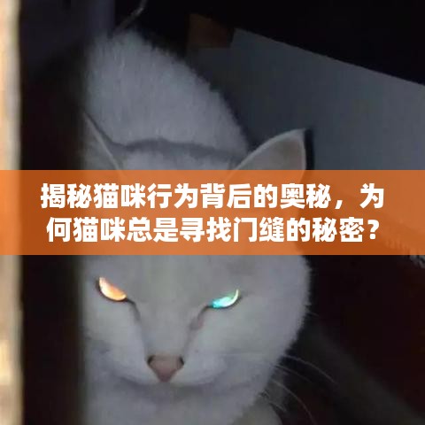 揭秘貓咪行為背后的奧秘，為何貓咪總是尋找門縫的秘密？