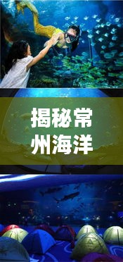 揭秘常州海洋世界排名與重要性，探尋藍色星球的神秘魅力！
