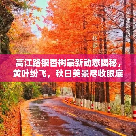 高江路銀杏樹最新動態(tài)揭秘，黃葉紛飛，秋日美景盡收眼底
